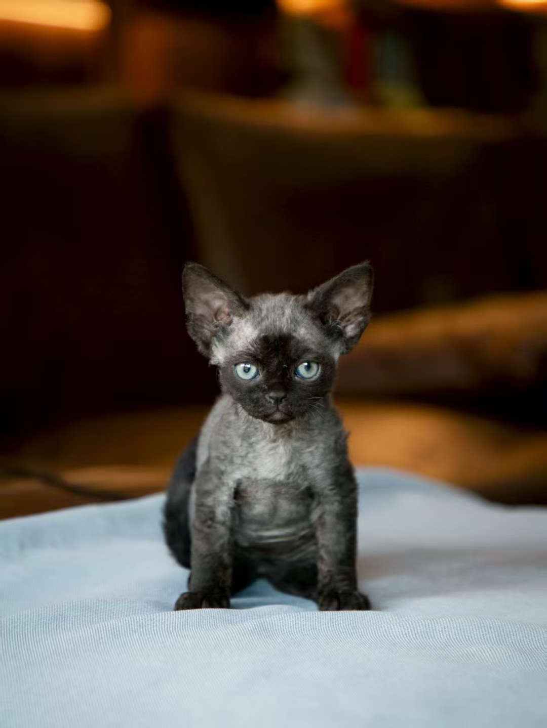德文卷毛猫 性格像小狗的小猫 不掉毛 黏人